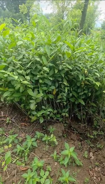 Tinglər: Çay kolları – Camellia sinensis fidanları - Növ: Camellia sinensis — 2