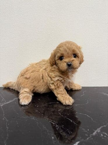 где можно купить собаку мальтипу: Pudel — 3