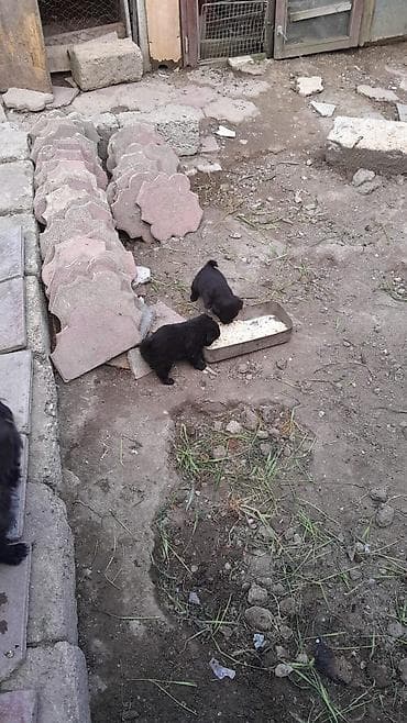 itləe: Qara rəngli balaca itlər – mehriban və oynaq - Cins: kiçik ölçülü — 3