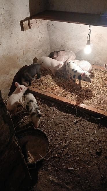 iri it cinsi: Məhsul: Balalıq donuzlar (xoruzlu-naqişli və ağ rənglərdə) Təsvir: - — 4