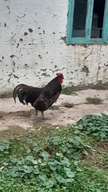 cins ineklerin satisi: Avstrolorp blue 3.5 yaş . damazlıq üçün əla xoruzdu.qan dəyişimi üçün — 5