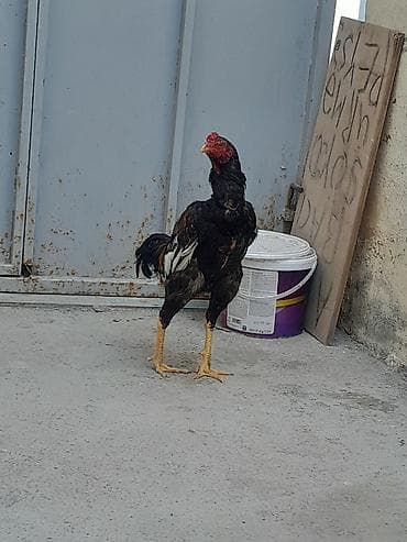 heyvan bazarları: 9 aylığdı qızğın heyvandı real alıcılar əlaqə saxlasın ünvan Masazır — 2
