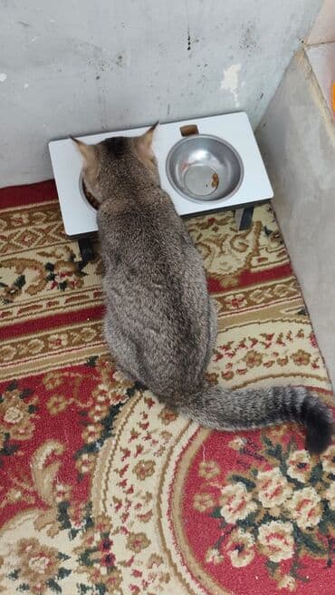 Heyvanlar üçün mallar: Qızıl şinşilla, Erkək, Yaxşı əllərə, Ödənişli çatdırılma — 6