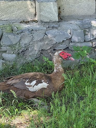 Digər quşlar: Erkək lal ördək.Tam sağlamdır — 2