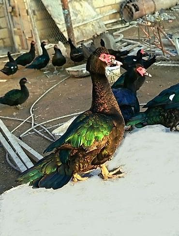 Erkək, | Lal ördək, Ətlik