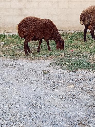 Qoyunlar, qoçlar: Qəhvəyi rəngli qoyun

1 Erkey 1 disi quzu satılır Erkey patdama kkokdu — 3