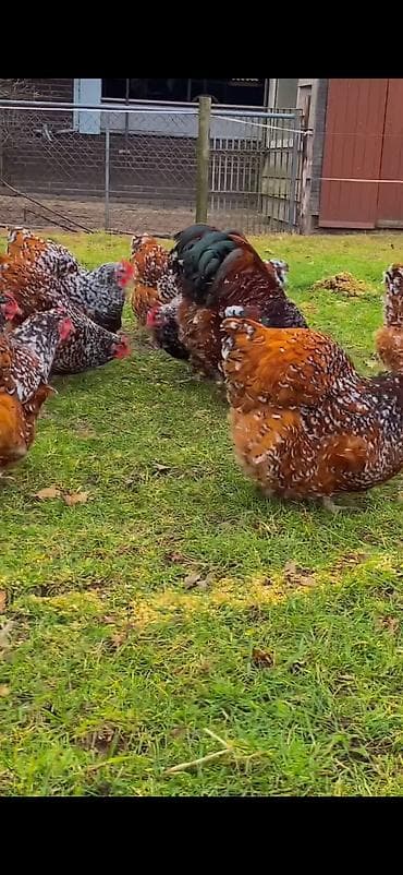 dovşan haqqında məlumat: Toyuq, Damazlıq — 6