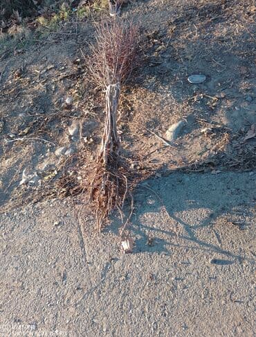 zeytun satilir: Sağlam meyvə tinglərin satişi çatdırılma pulsuz — 7