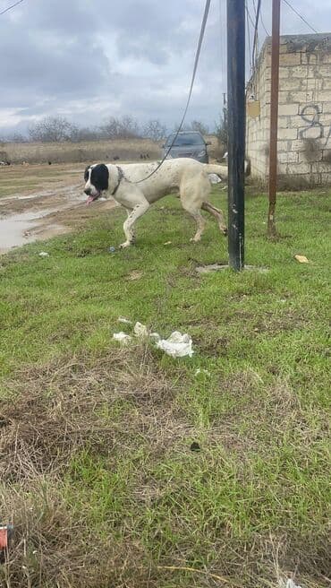 qafqaz çoban iti: Alabay, 2 il, Erkek — 2