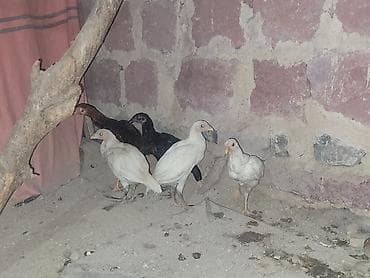 С/х животные и товары: Gördüyünüz təmiz qan cins xoruzdan olan cücəlır xoruz meydan görmüş — 5