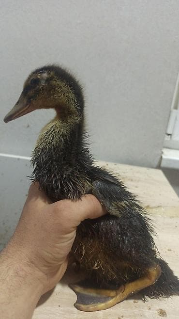 Quşlar: Satış üçün: ördək balası - Cins: ehtimalən qarayal (qara/qatran — 1