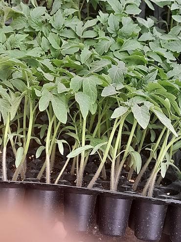 monstera bitkisi: “Rijk Zwaan” şirkətinin məhsuludur. Açıq struktura sahib — 4