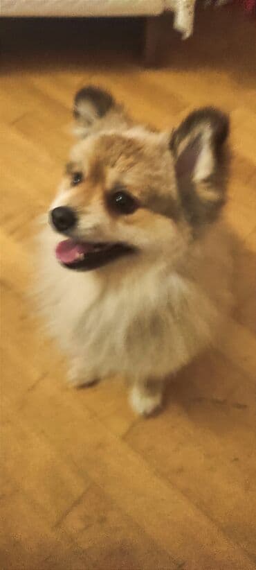 Бусы: Шпиц, 2 года, Самец, Бесплатная доставка — 2