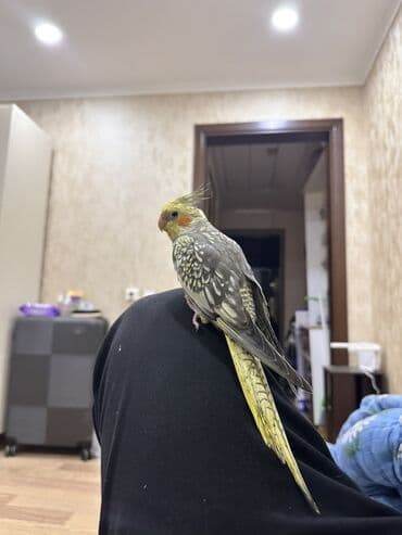 ara tutuquşu: Növlə: Nimfa tutuquşu (Cockatiel) Cins: Erkək Yaş: 4 aylıq — 3