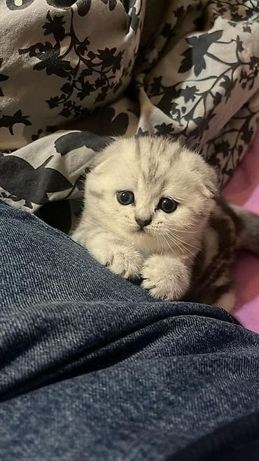 Skottis Fold balası – gümüş tabby rəngli - Cinsi: Scottish Fold -
