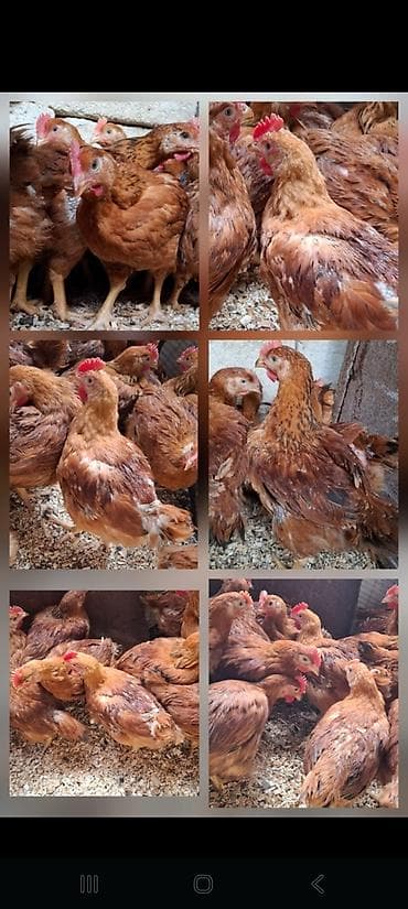 Собаки: Курица, Для мяса — 3