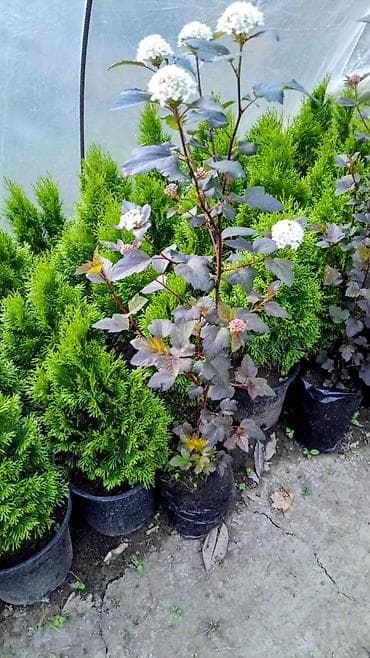 otaq gullerinin adlari: Lənkəran dan Gul ve Ağac Bütün Bölgələrə Səliqəli Çatdirilma Edirem — 2