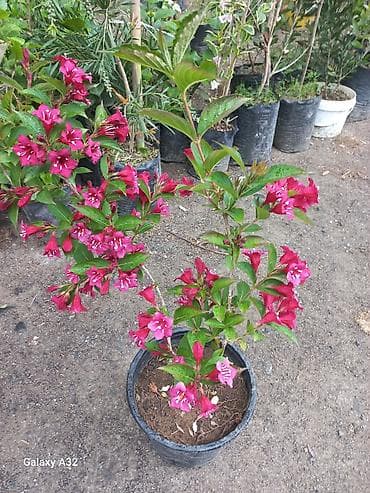 Qırmızı çiçəkləyən bəzək kolu – qazana əkilmiş - Parlaq qırmızı