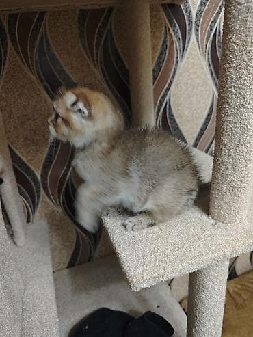 yem qabi: Tabbi — 2