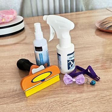 2 ayliq cuceler: Pudel, 2 ay, Dişi, Ünvandan götürmə — 5