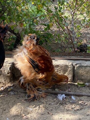 3 toyuq 3 gune 3 yumurta: Toyuq, Brama, Damazlıq — 2