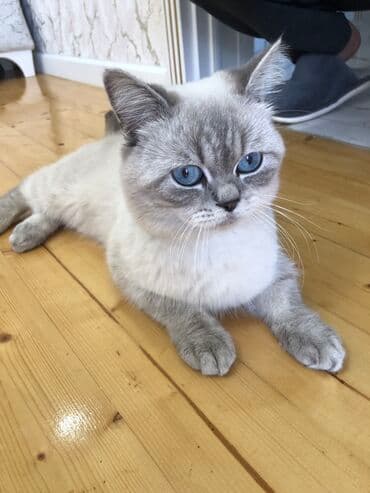 Britan, Erkək, Cütləşmə üçün, Ödənişli çatdırılma, Ünvandan götürmə