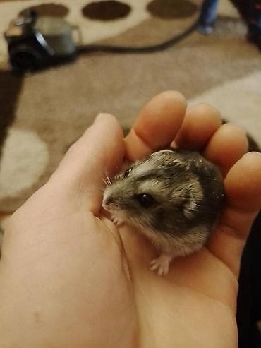 sevimli pisik sekilleri: 2 eded hemstr ev. Qefes carx su qabii unvan nefciler metrosu yaxinliqi — 1