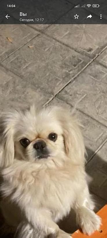 en iri it cinsi: Pekines, 5 il, Dişi, Cütləşmə üçün — 3