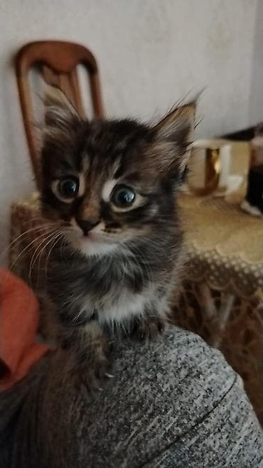 anqora pişiklər: Türk anqora, Yaxşı əllərə, Pulsuz çatdırılma — 7