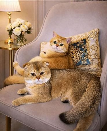 Шотландская — 6