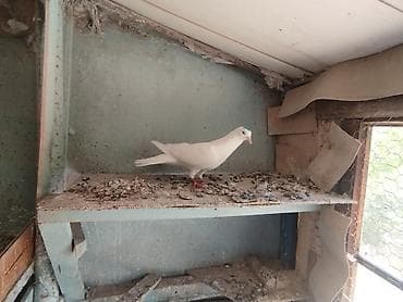 qus: 18 tük nazik uzun heyvandi.erkey mayaliği tam bilinmir cavan quşdu — 3