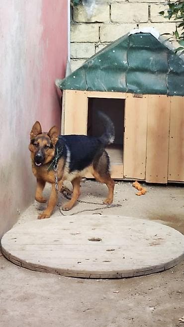 купить собаку в: Немецкая овчарка — 3