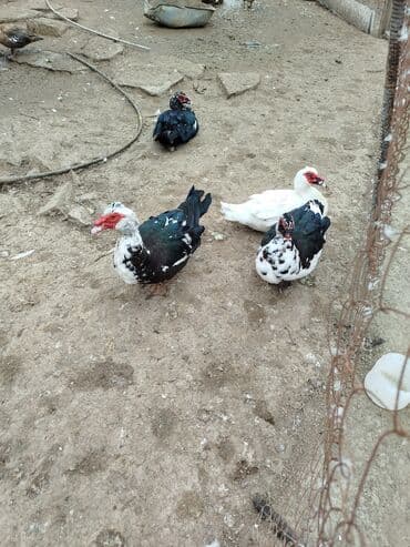 ruan ördək: Lal ördeklər. Erkəylər 30 AZN. Fərələr 15 AZN — 2