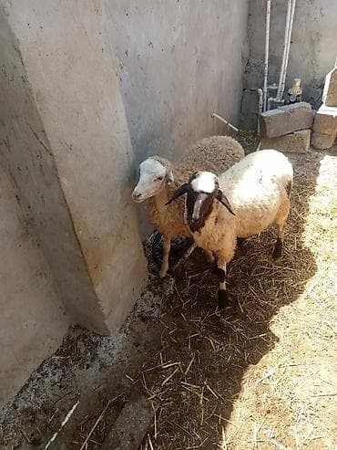 qoyun mal: Salam Bir dişi erkey Quzu qiymet 600 Barter boğaz qoyunla ünvan — 2