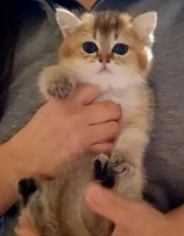 etibarlı əllərə: Britan, Dişi, Yaxşı əllərə, Ünvandan götürmə — 1