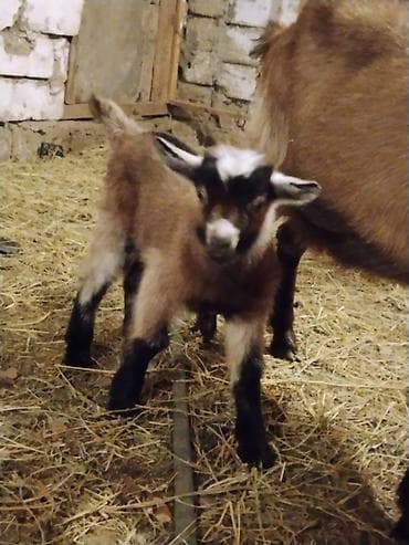 qara xaski: Cücərtiyə uyğun balaca keçi (oğlaq) - Növ: balalıq keçi/oğlaq - Rəng — 2