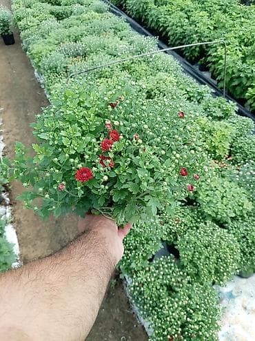 ağ şanı yarpaq: Bağ və landşaft üçün canlı bitkilər və dekorativ ağaclar - Zəngin — 5