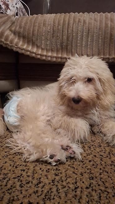 Pudel, 5 ay, Dişi, Ünvandan götürmə lalafo.az -da Pudel, 5 ay, Dişi, Ünvandan götürmə