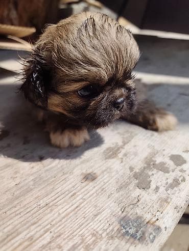 ağ quyruq ağlıca: Pekines, 1 ay, Erkek — 5