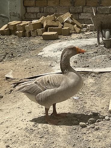 çöl qazı: Qoca qazdı sağlam qazdı prablemi yoxdu tək qalıb deyə satıram tülkü bu — 5