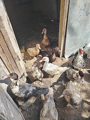 it sekilleri: Erkək, | Lal ördək, Damazlıq — 2