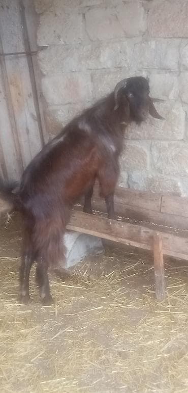 qara mal: Salam qurbanlıq erkekler satılır tek tekde satılır real alıcılar zeng — 5