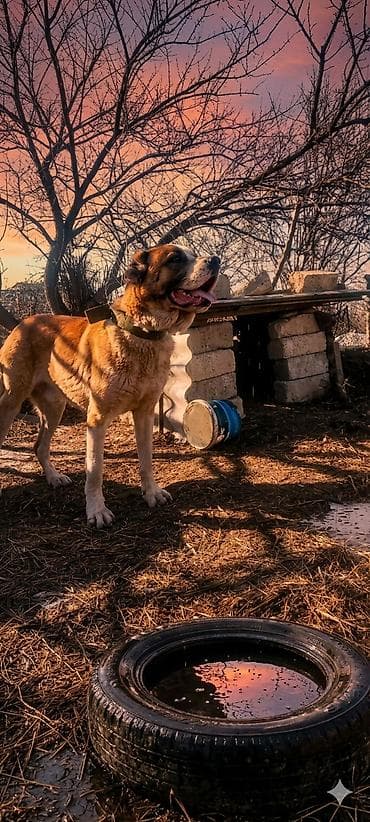 Qubadadir auoer itdir Sultan Çempionun balasidir