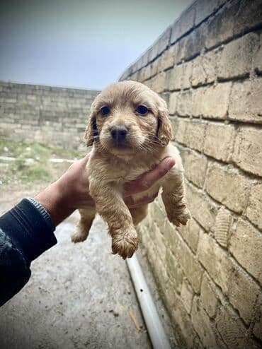 bala itlerin satisi: Zərif krem rəngli balaca Koker Spaniel balasidilar - Cins: kiçik/orta — 2