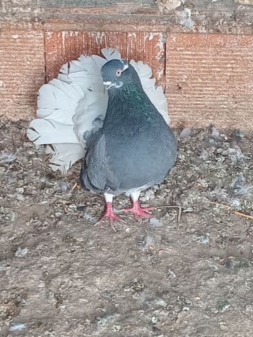 отдам в добрые руки баку: Agbaw erkeudi 10 manat.wekil diqqetucundu.goy kemerli maya qacirtmiwam — 1
