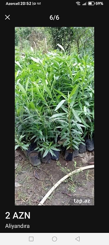 malina kolu: Bitki fidanları – dekorativ həmişəyaşıl kol - Növ: dekorativ koldan — 2