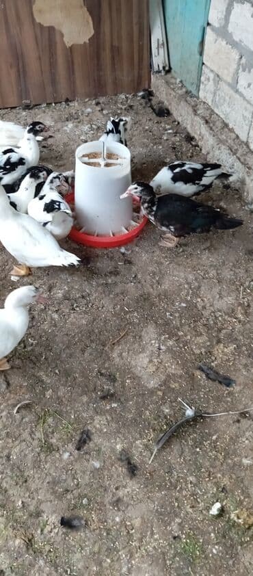 lal ördək balasi: Satılır kim istəsə zakaz edə bilər.Ünvan Biləsuvar — 3