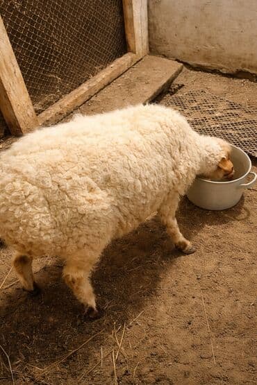 С/х животные и товары: 7 ayliq dişi quzu satilir.Yeyimcil heyvandi,vurublar başindan zede — 1