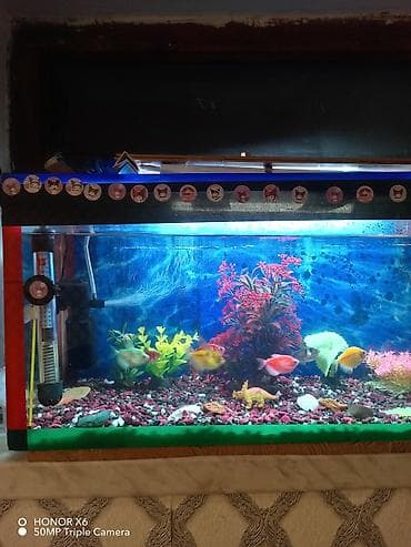 Akvariumlar: Akvaryum dəsti – tam komplekt ünvan Keşlə qəsəbəsi - Şüşə akvaryum — 4