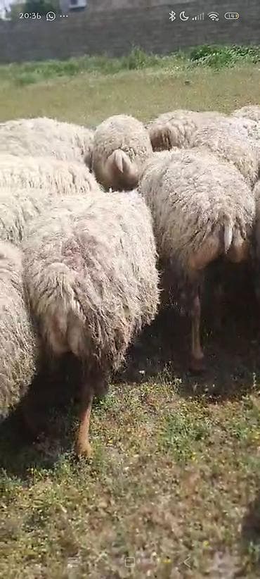 bala qoyun: Qarnında balaları var uyğun qiymətə satılır istəyən əlaqə saxlasın — 4